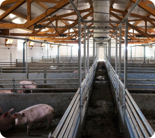 Hog Farrowing