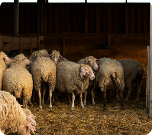 Sheep Goat